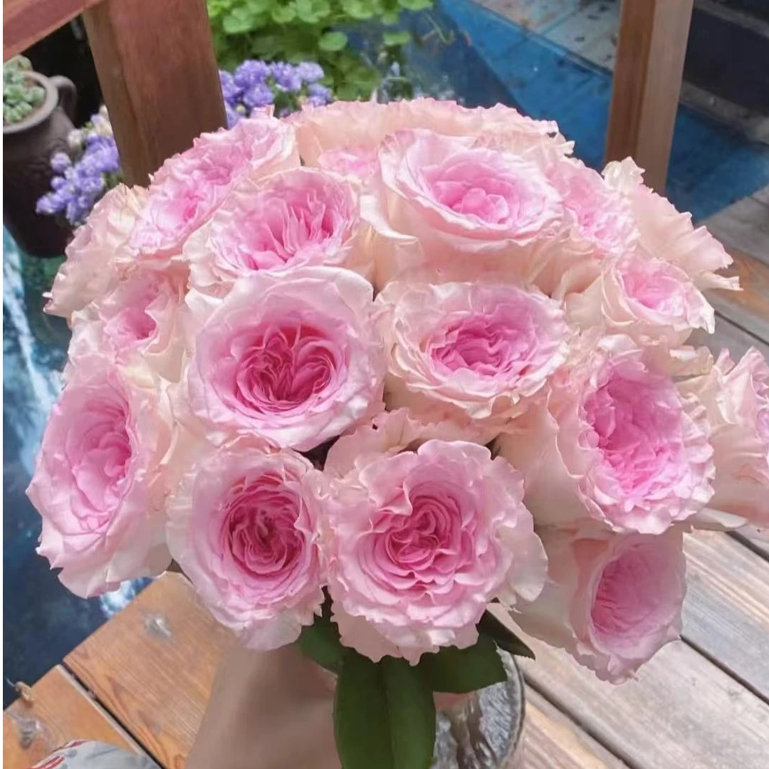 洛神单头玫瑰：同一地址任意两单送配草，三单可备注剪刀。