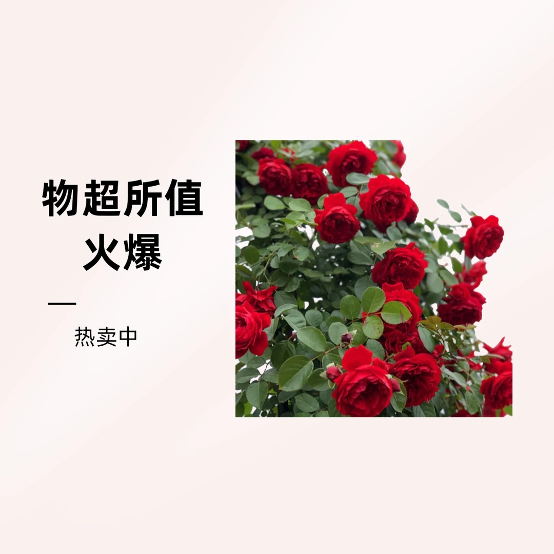 蒂娜 爬藤月季蒂娜四季开花1.5-2米