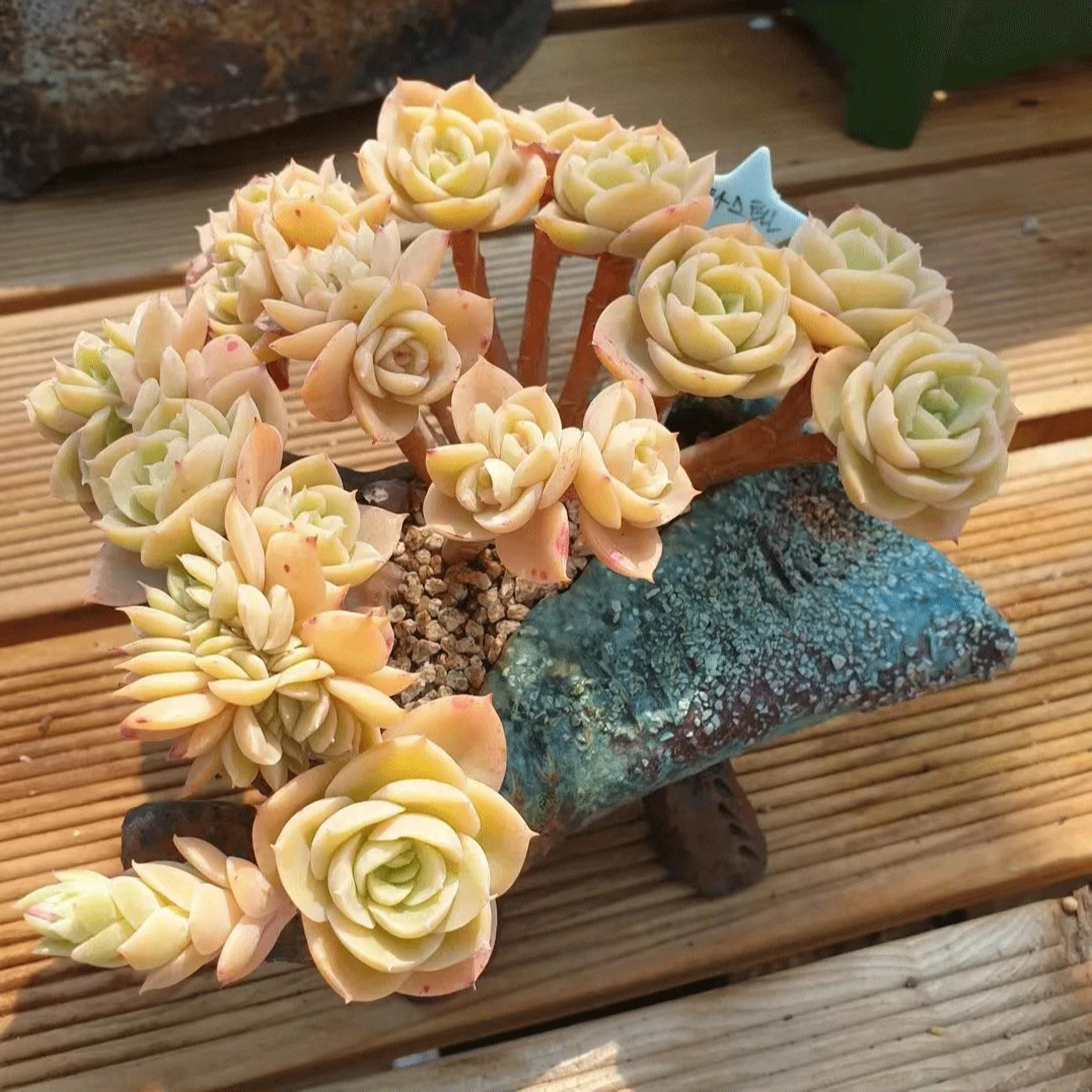 DKP12月21日【精品韩盆直播】金姐妹进口高端品质手工专用盆