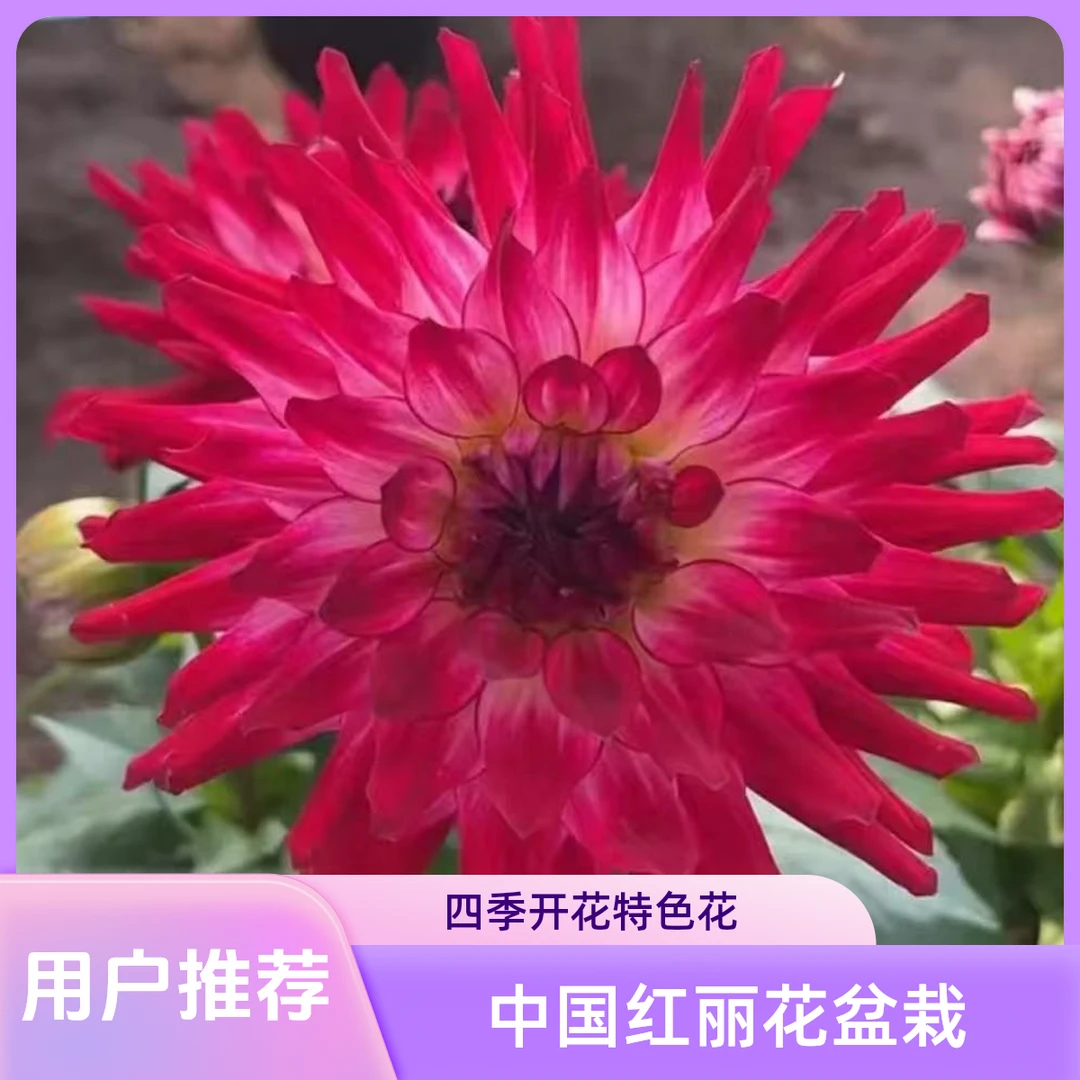 【红双喜】重瓣小丽花带花盆栽带花苞发货四季开花特色花卉绿植橙色
