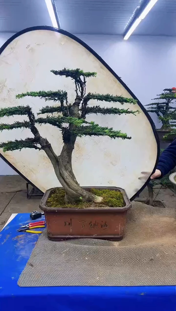 完全开放一物一拍，所见即所得