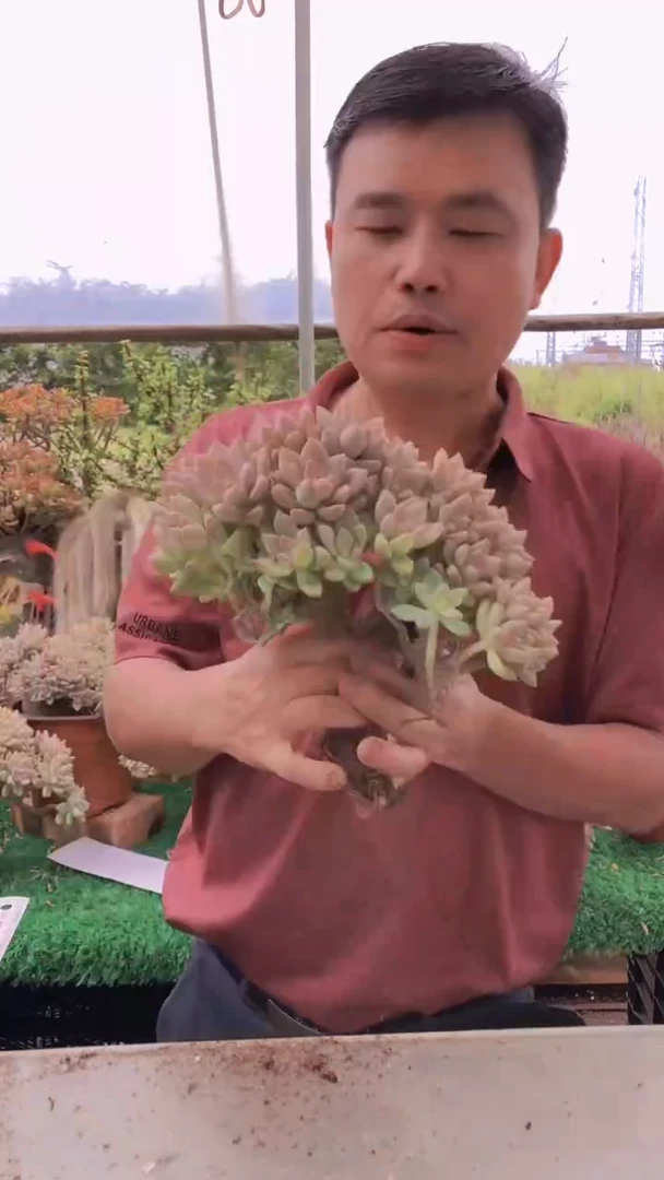 465淡雪缀化一物一拍