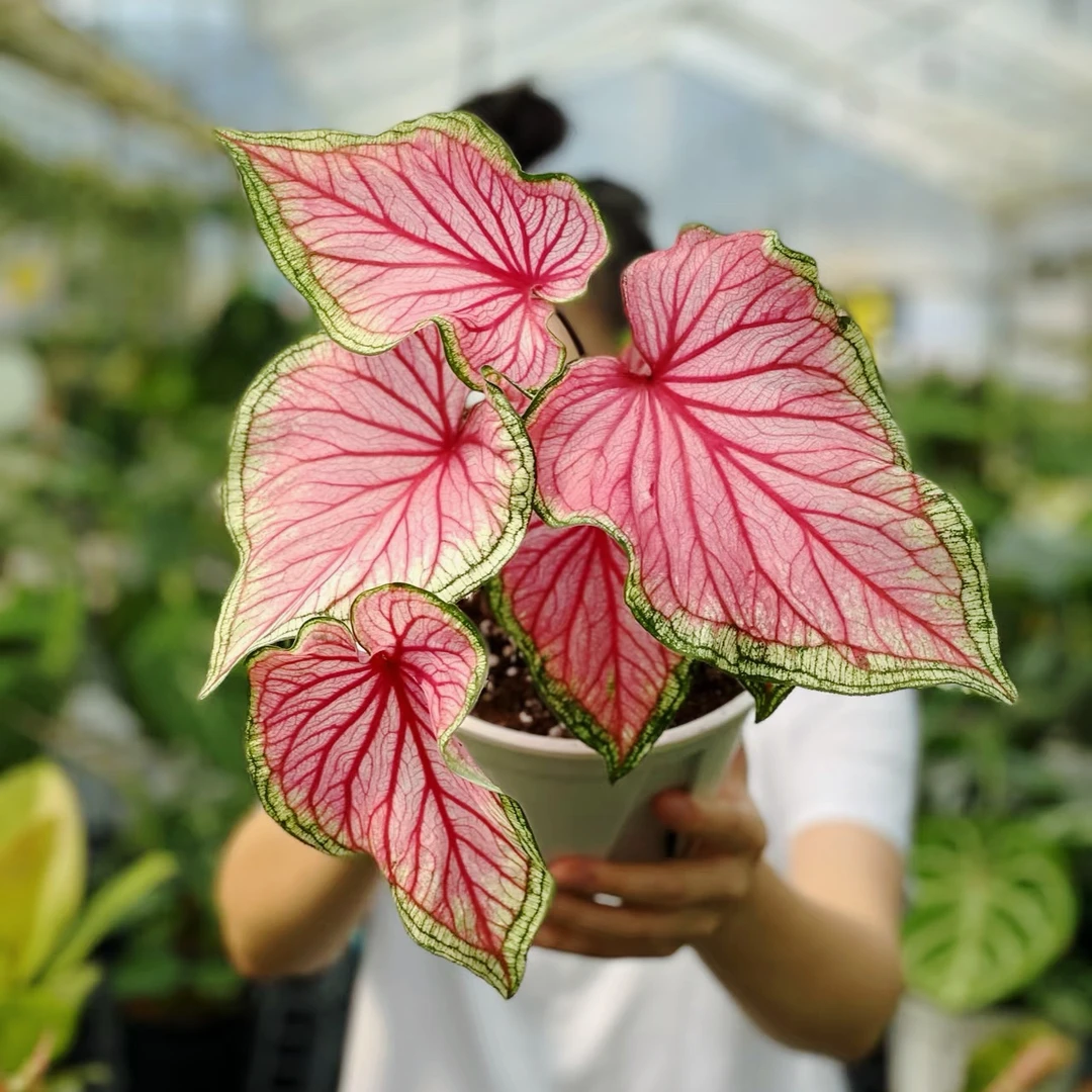 甜心彩叶芋盆栽绿植