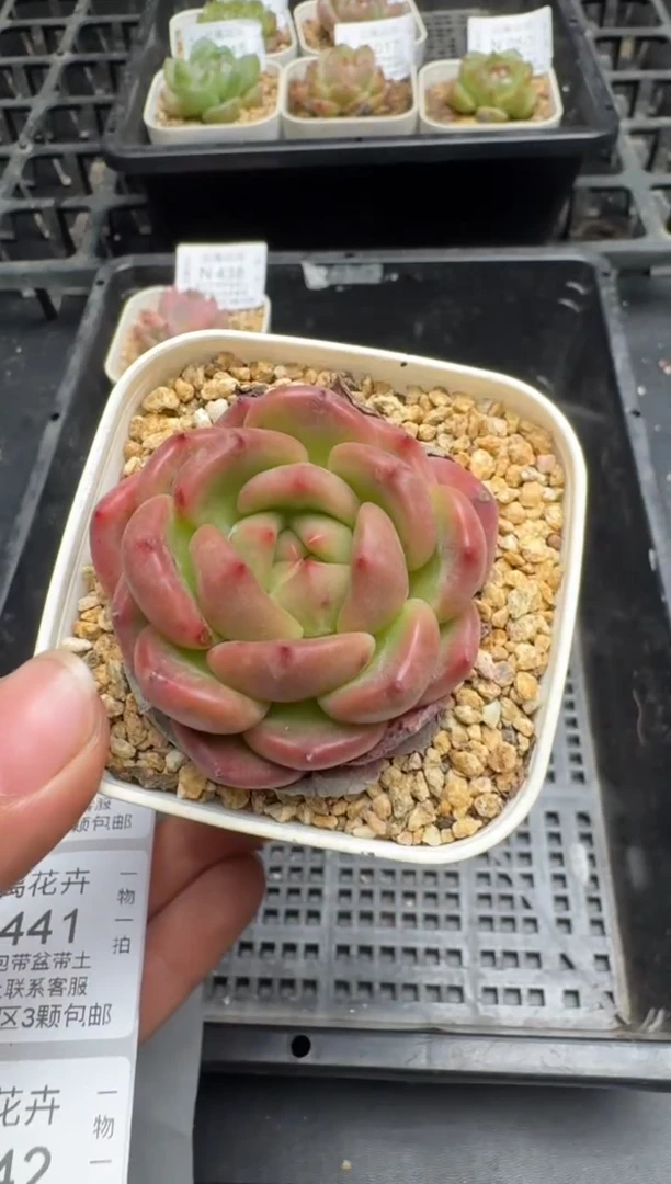 438N当天拍3颗包柚 带盆土发纸巾打包 云禹花卉 珍妮多肉植物
