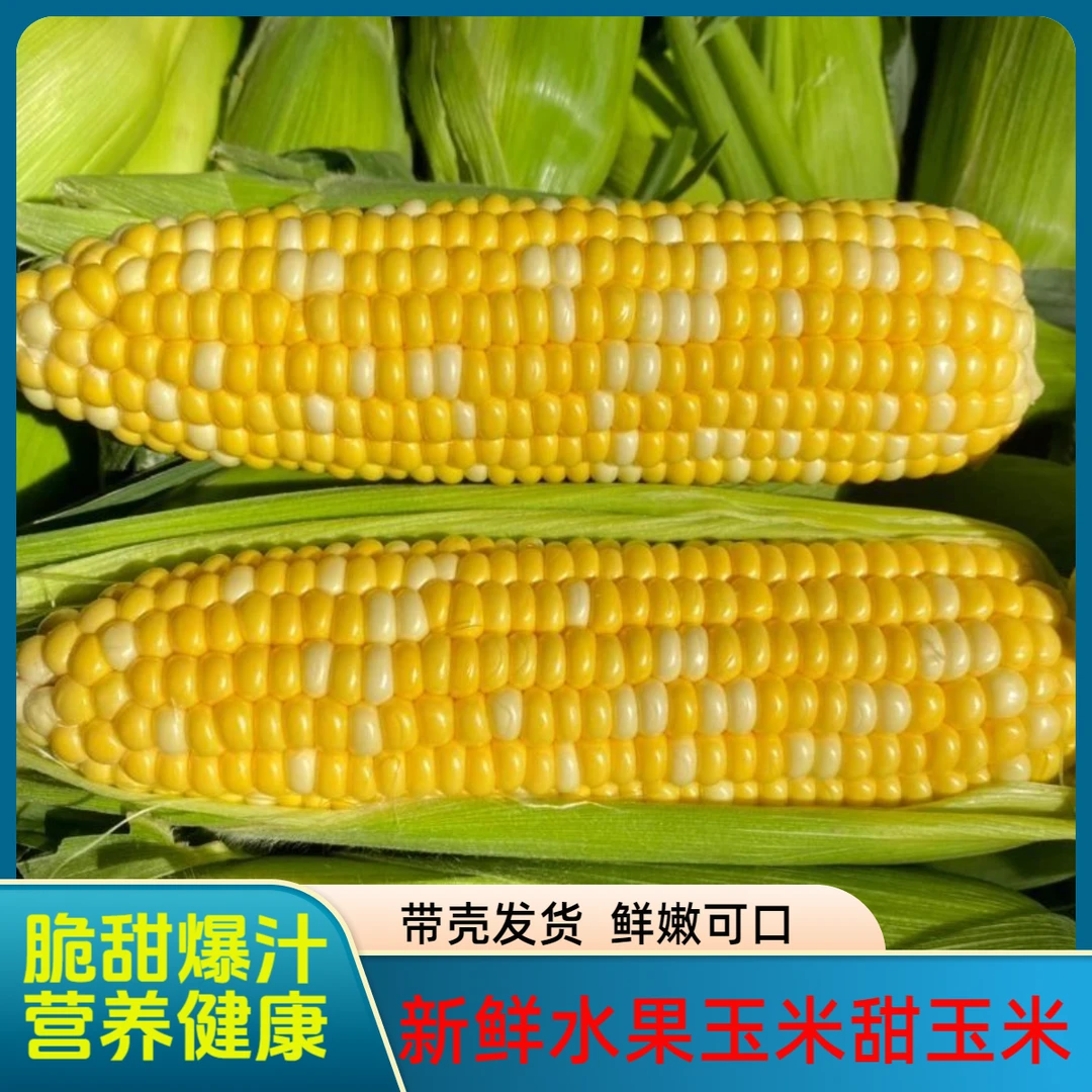 农家露天水果玉米甜玉米金银水果玉米新鲜爆浆水果玉米生吃玉米