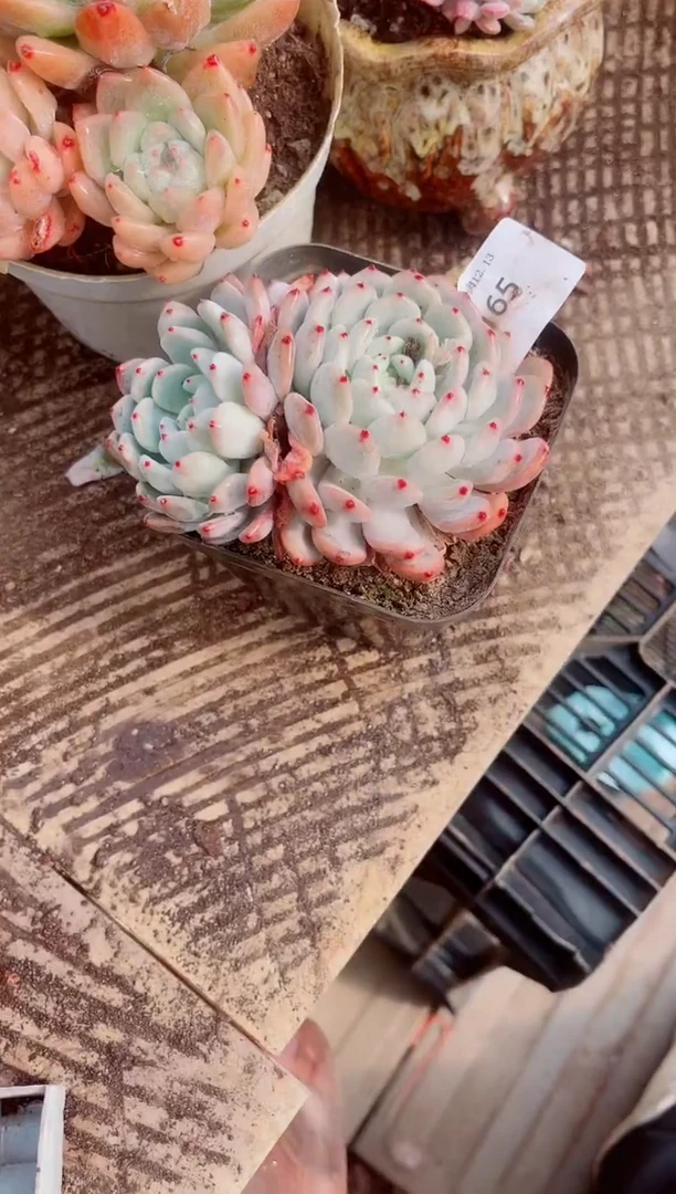 心**露跃跃精品多肉13165