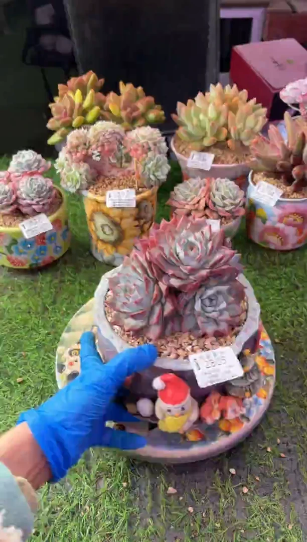 昆明印象多肉2805