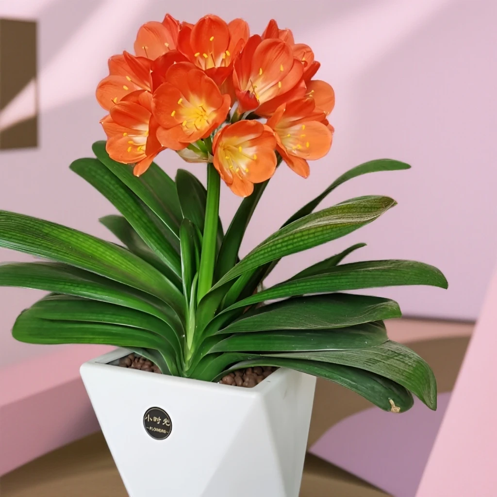 【国兰】君子兰带花苞精品大苗盆栽高档名贵室内绿植开花四季常青