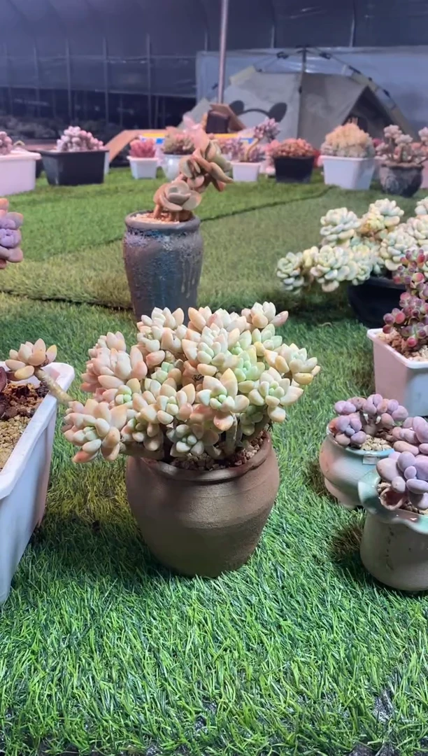 【闪购商品】0734a