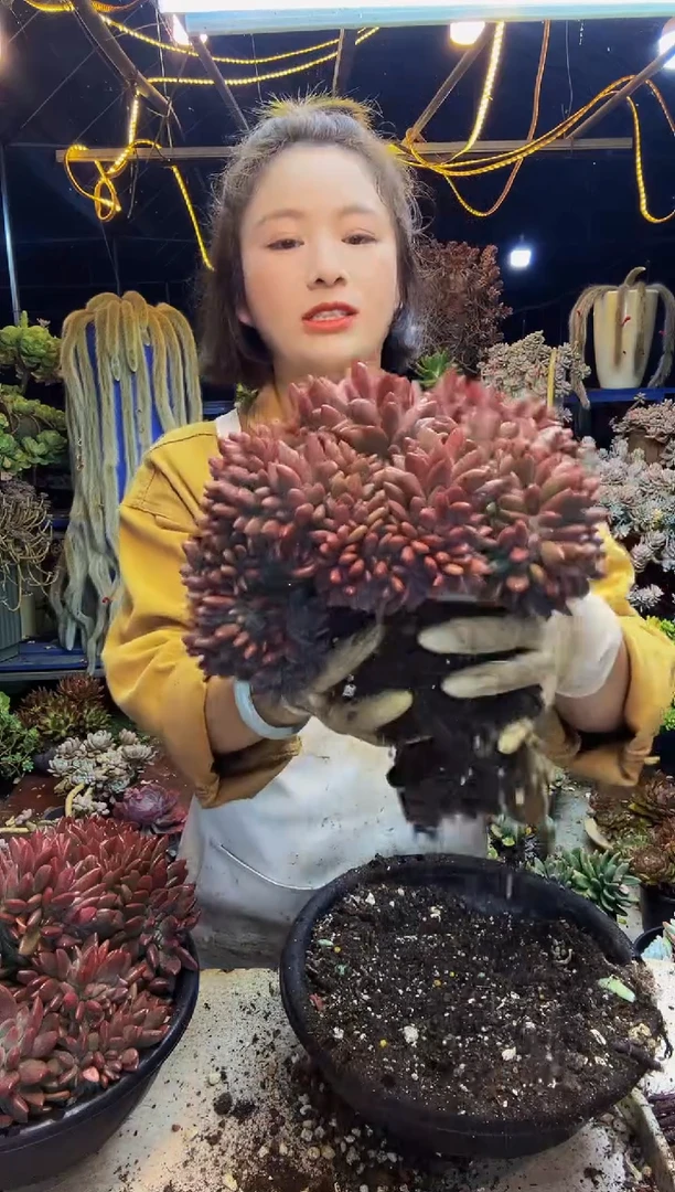 桃花源缀脱土包邮