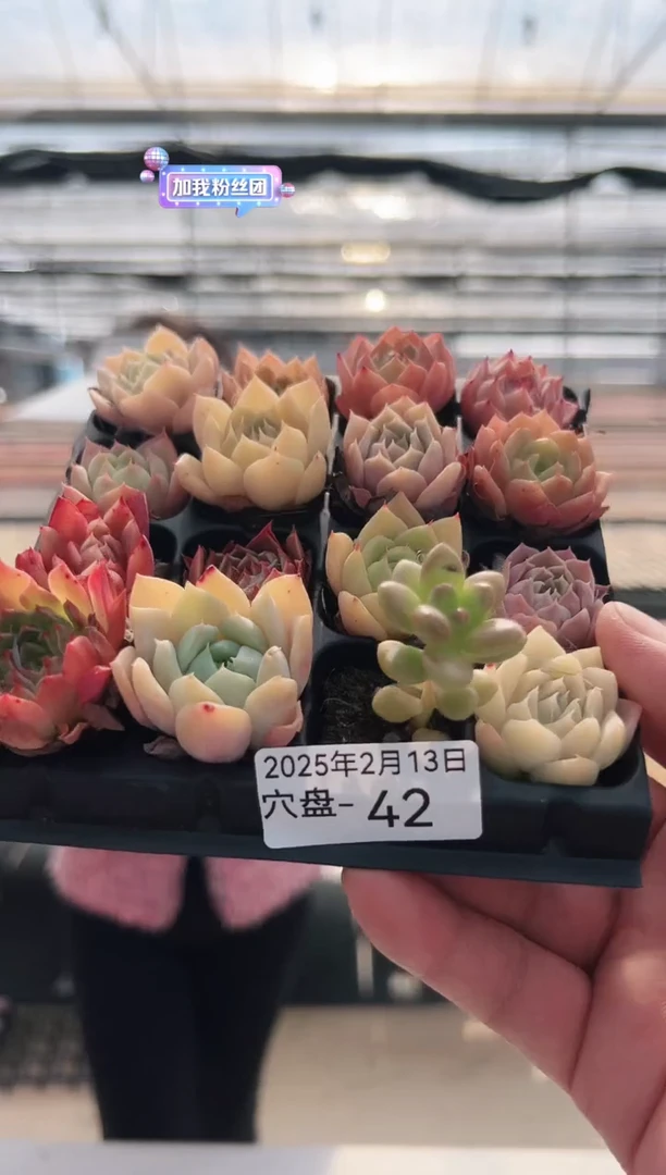 【闪购商品】穴盘-42