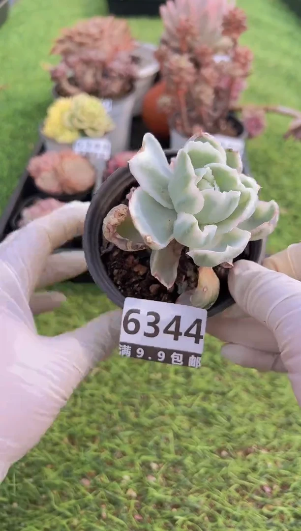 【闪购商品】信福多肉一物一拍