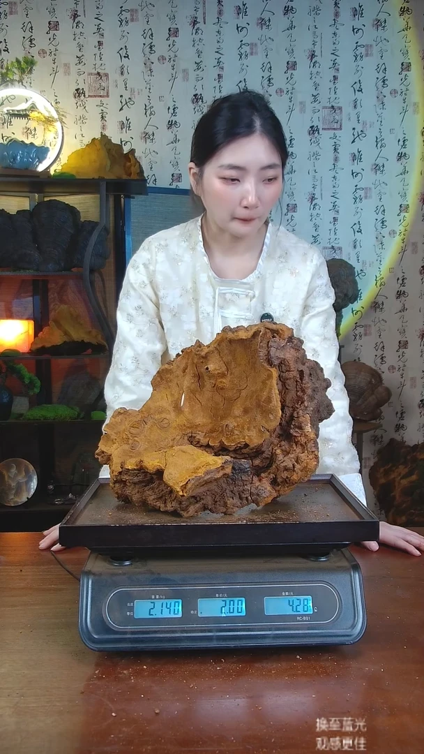 松针层孔菌中国大陆【藏区 野生】松树桑黄（4.28斤）50-60年份