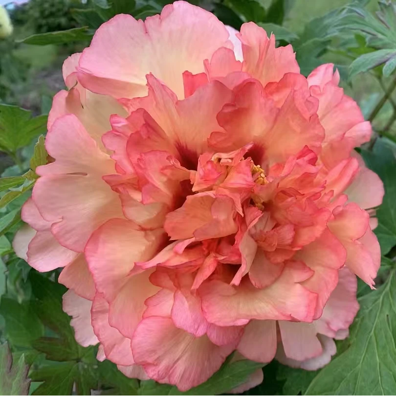 【橙色系】牡丹花苗 耐寒耐旱 庭院阳台花卉植物 送牡丹芍药有机肥
