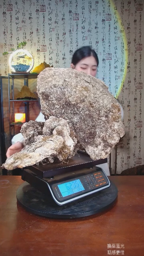 白灵芝中国大陆【藏区 野生】白木灵芝（12.21斤）130-140年份