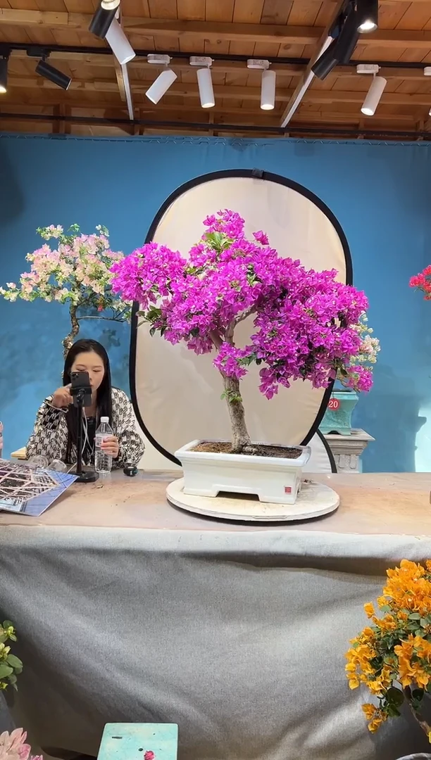 大量花朵（建议范围：8朵-15朵 或40%以上）小叶紫