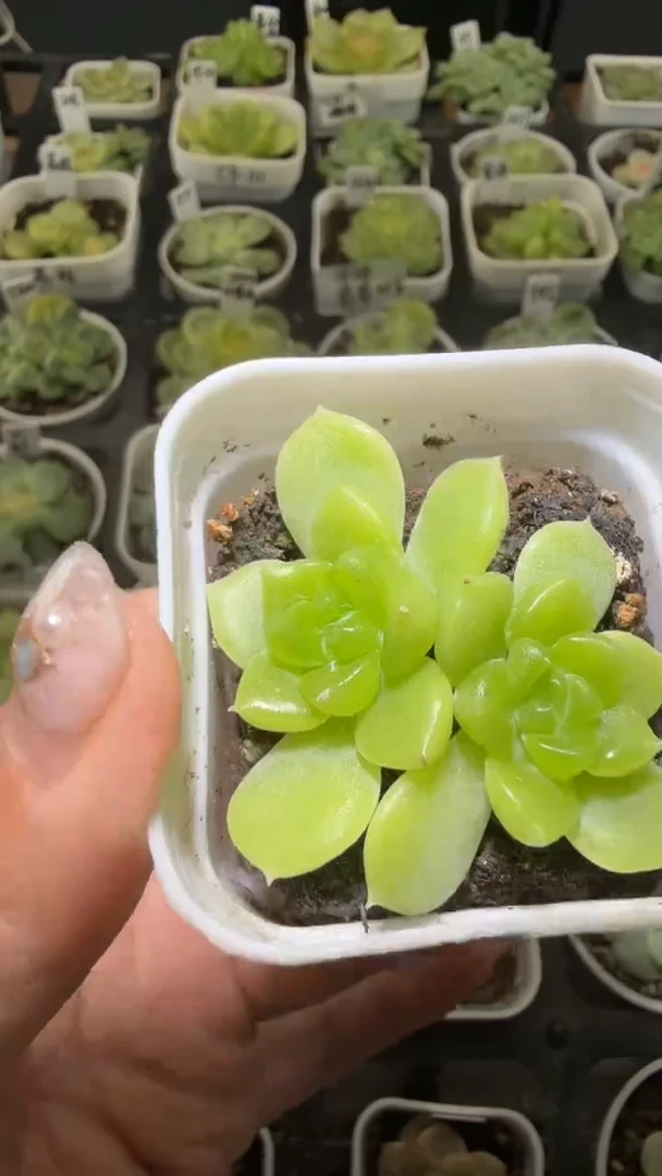 1462  黄心多肉植物