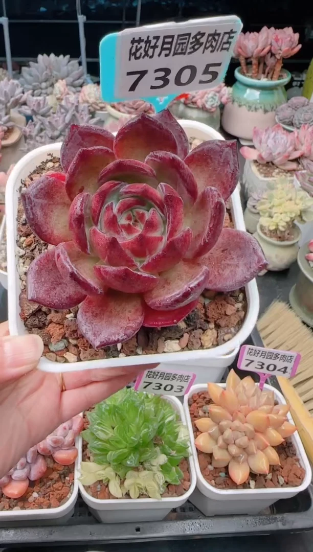 【闪购商品】7305.