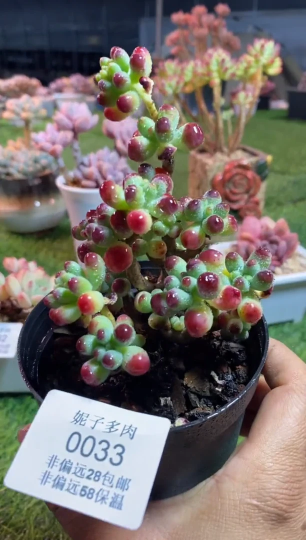 【闪购商品】0033a