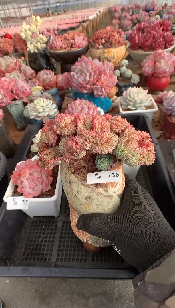 736白胖缀多肉植物一物一拍