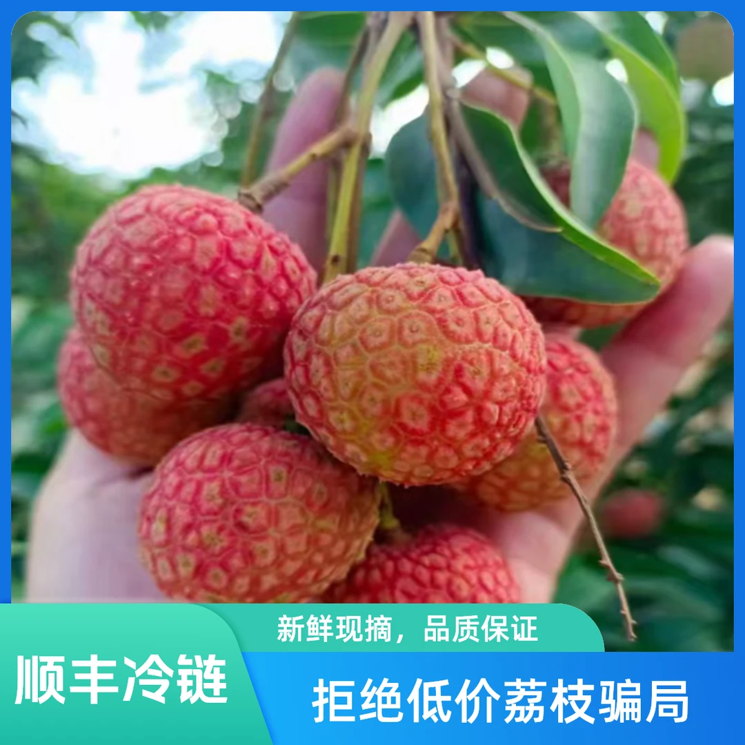 【顺丰京东冷链】正宗白糖罂荔枝现摘现发坏果包赔