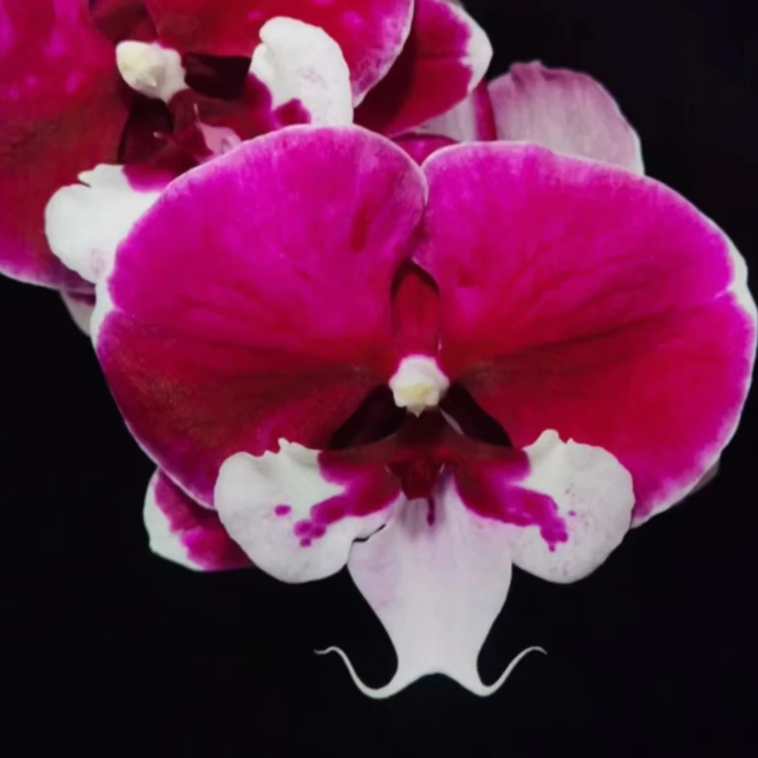 蝴蝶兰 宾利1.7寸 花苗（不售后，请谨慎下单！）