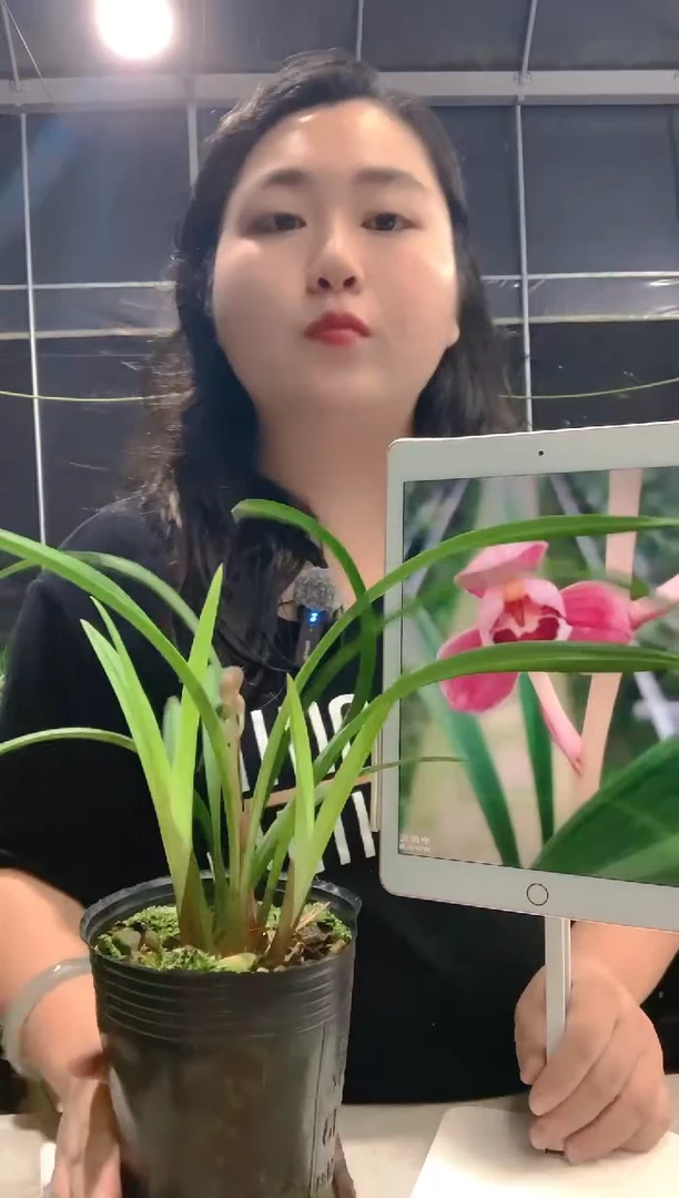 当前无花朵，栽培后可花朵满*红玉