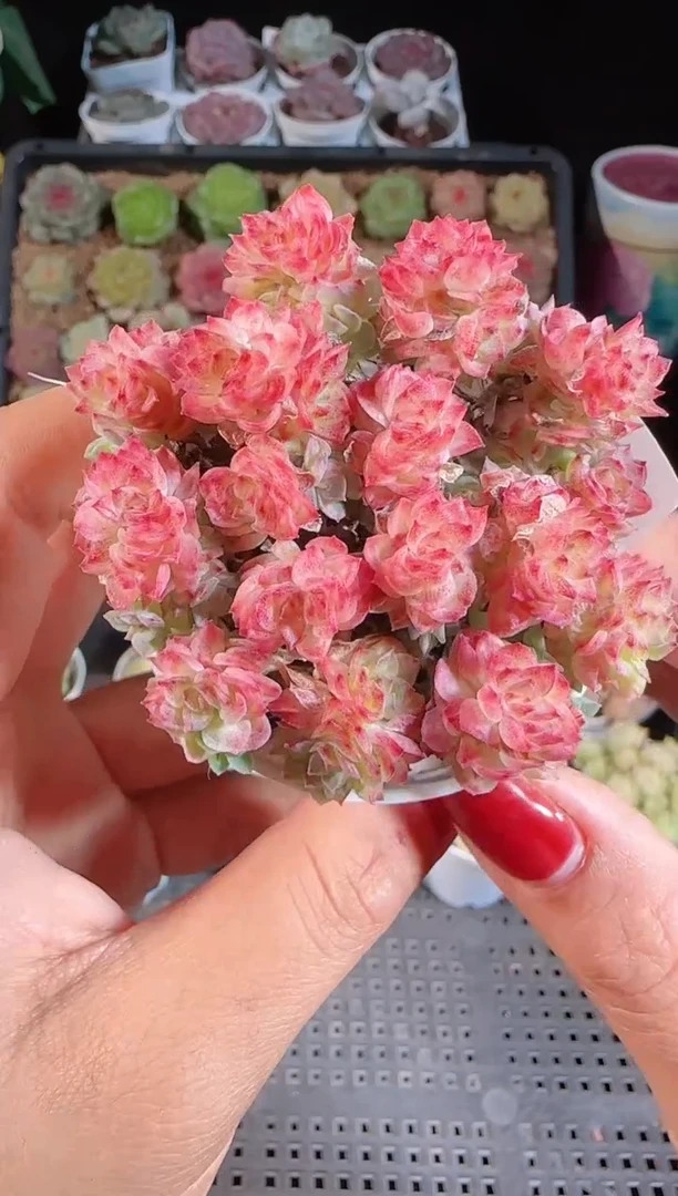 1109-31麦秆群不包整