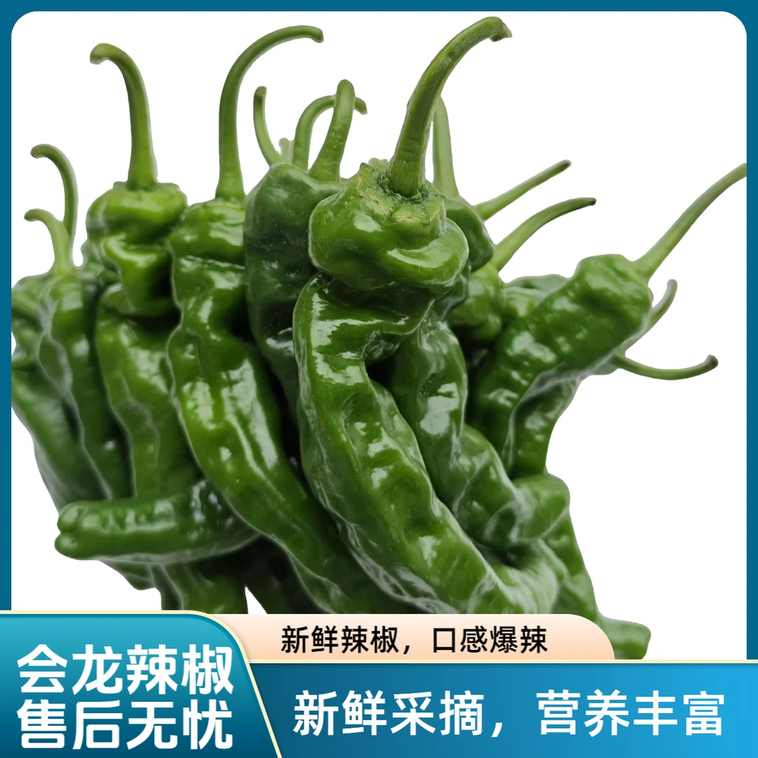 小邹皮特辣蔬菜辣椒小辣椒新鲜薄皮青辣椒3斤5斤现摘本地土辣椒