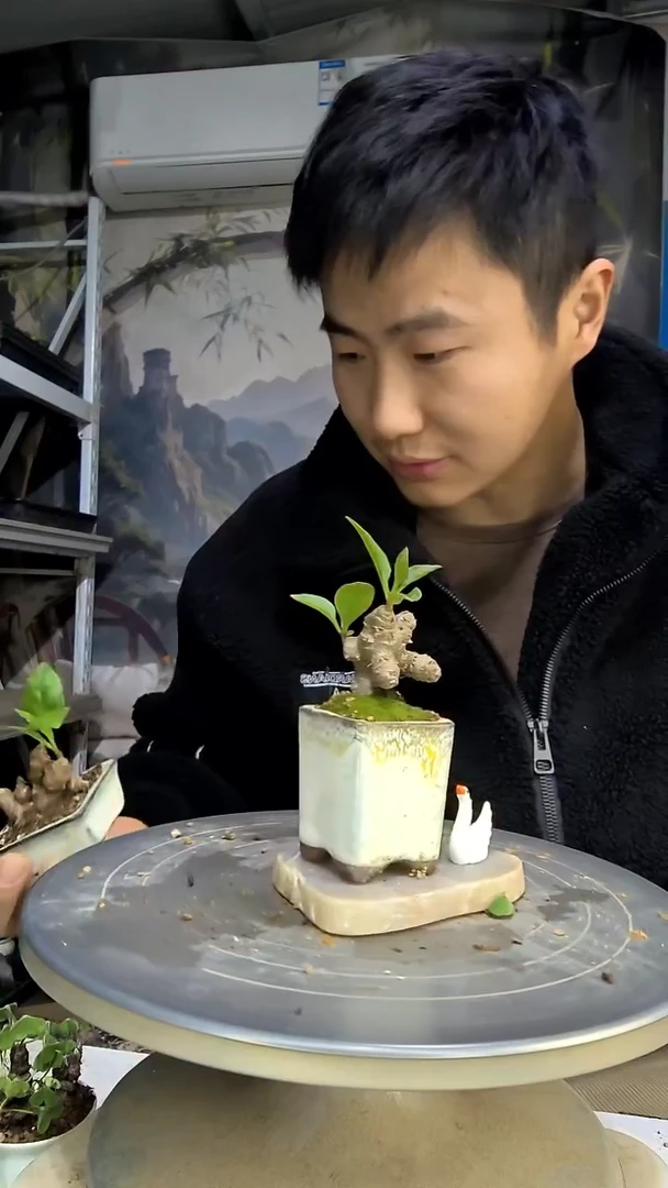 小****5中青园艺一物一拍花463