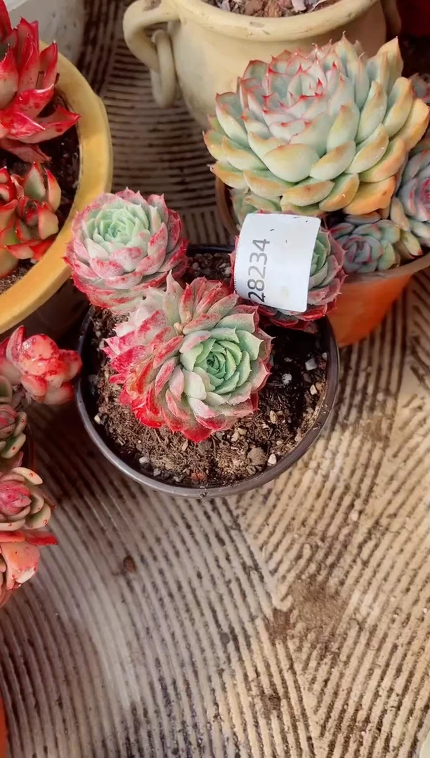 夏*跃跃精品多肉28234