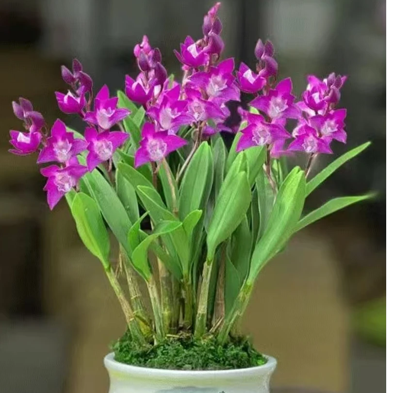 【带花苞】七彩香水石斛兰精品澳洲浓香型花卉