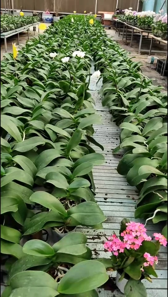 大部分花苞少量开放路西福利价