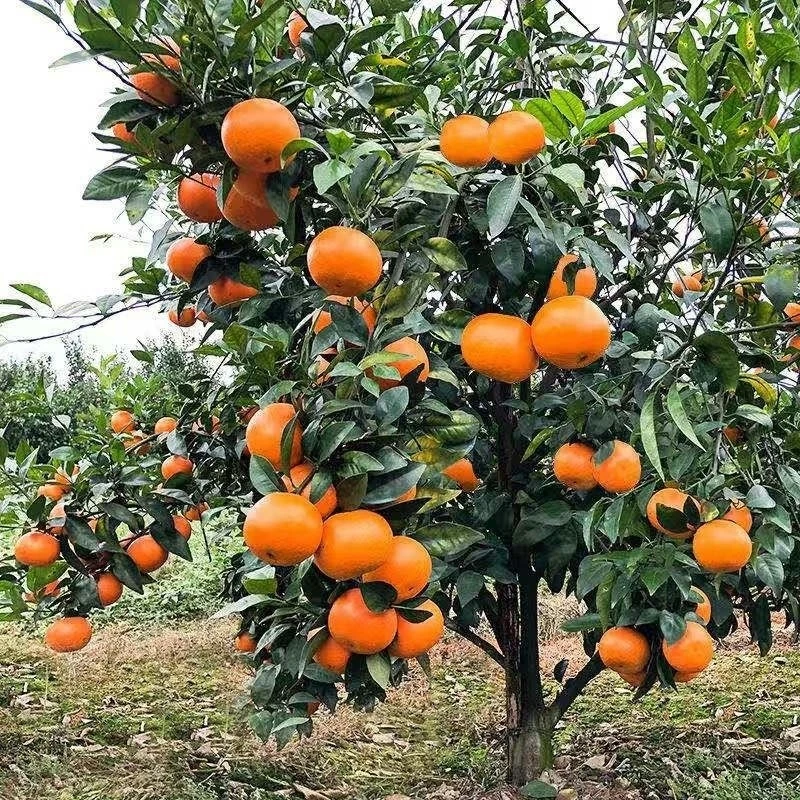 橘子树苗 桔子苗地栽苗 盆栽苗庭院植物