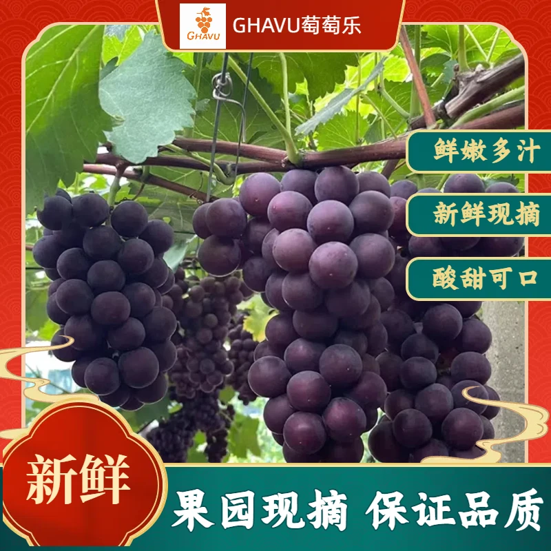 巨峰葡萄新鲜应季水果小时候的味道现摘现发次日达酸甜可口