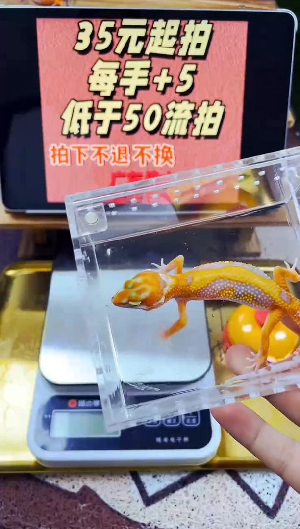 豹纹守宫高端豹纹守宫可爱健康
