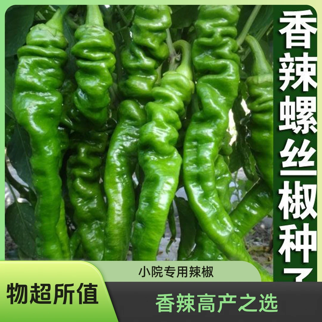 【采桑子】香辣螺丝椒辣椒种子香辣青椒巨型陇椒小院高产辣椒种子