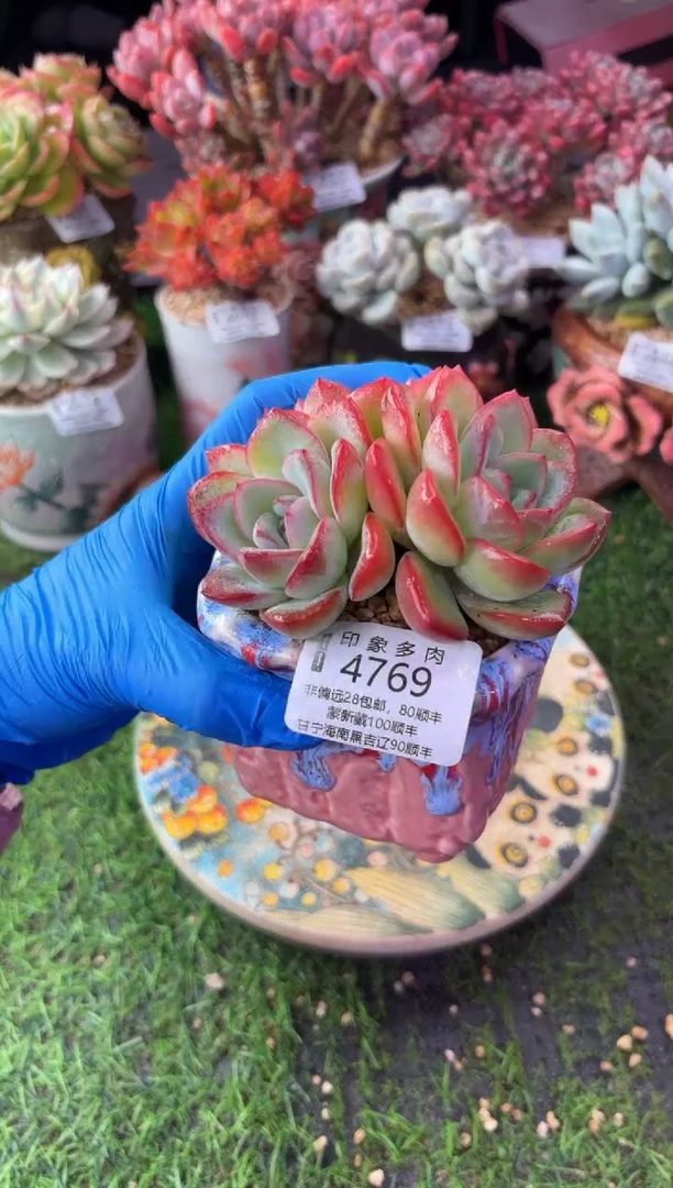 昆明印象多肉4769