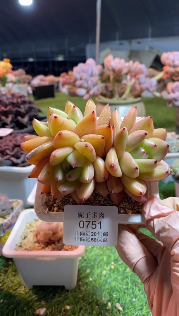 【闪购商品】0751a