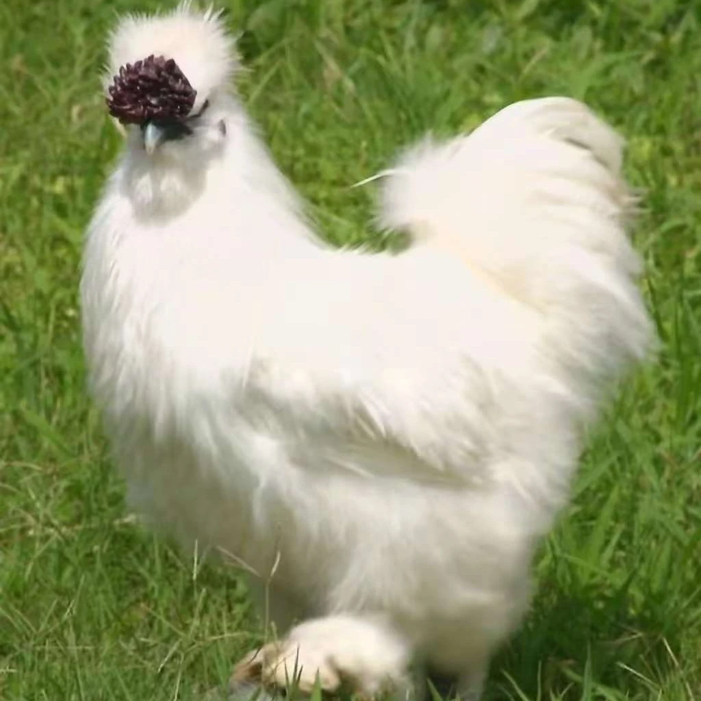 无品牌泰和白凤乌鸡，丝毛乌骨鸡滋补营养 乌皮乌肉乌骨