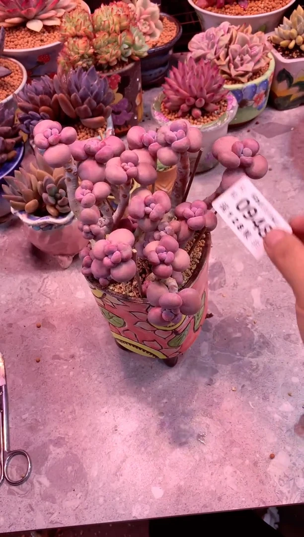 0948（满28发货包邮非偏远）