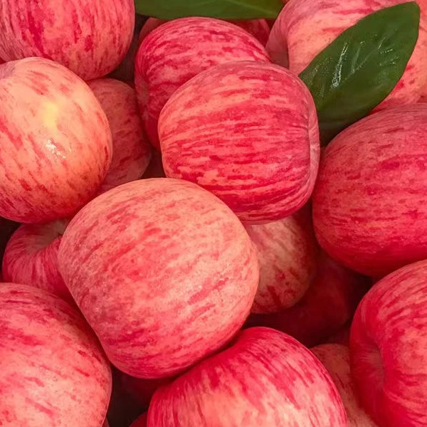 陕西洛川精品红富士苹果 脆甜多汁 新鲜水果 直接带皮吃 产地直发