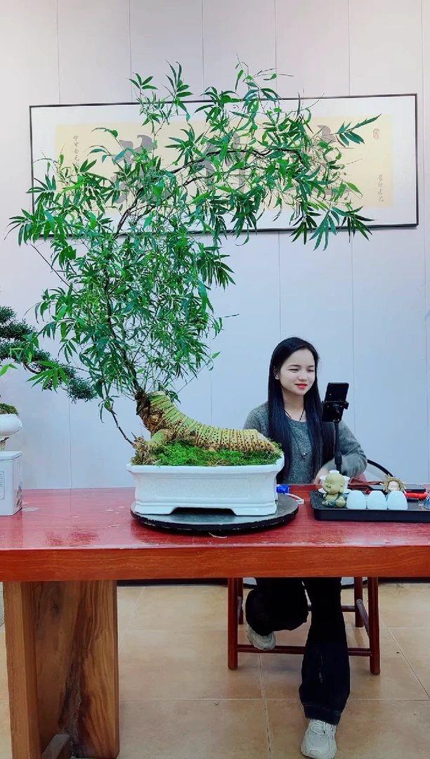 【闪购商品】绿植簕竹盆景