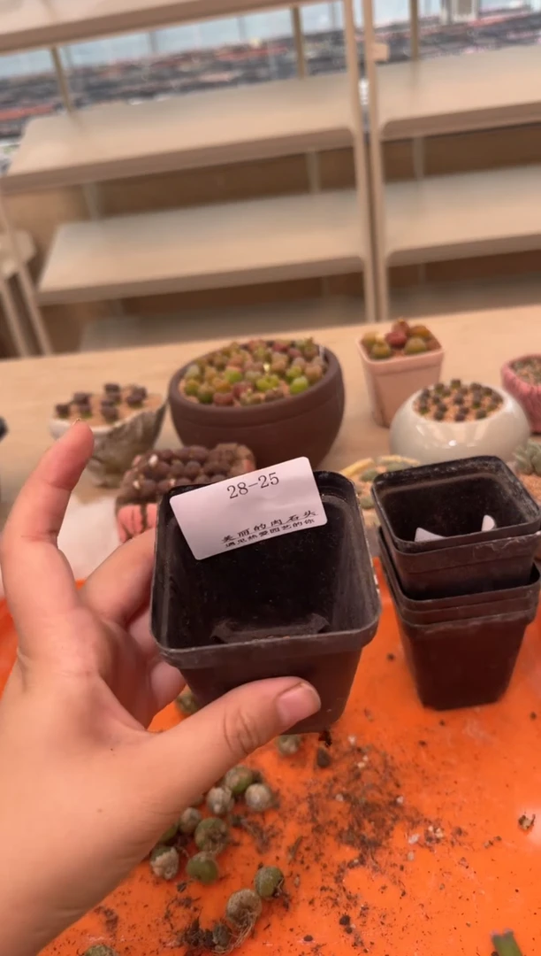 29-25多肉植物肉锥