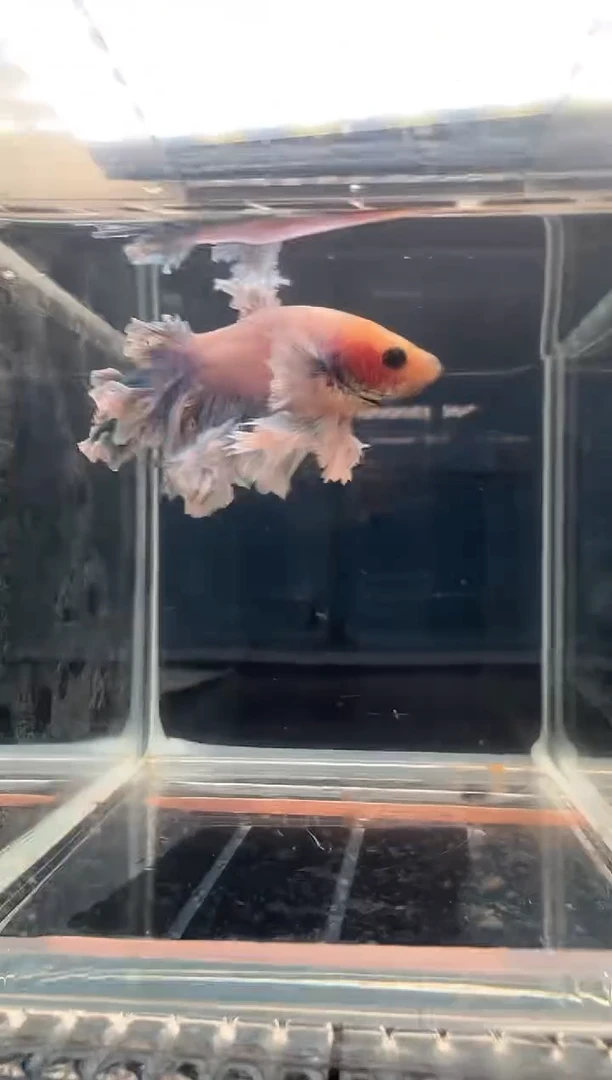 斗鱼绣球斗鱼大耳朵