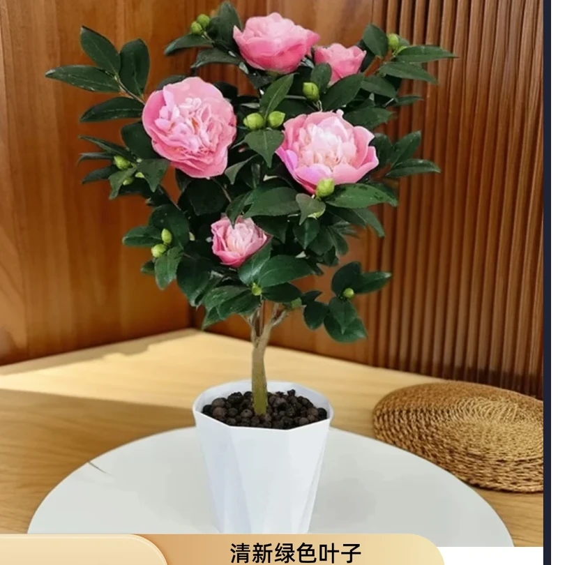 香妃山茶花树苗带花苞浓香盆栽花卉好养活室内阳台种植（FG粉红）