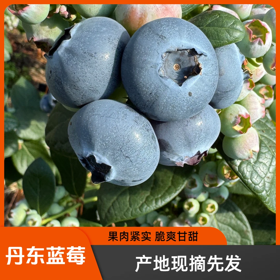 【顺丰空运】丹东L25花香蓝莓*产地现摘先发*果肉甘甜脆爽