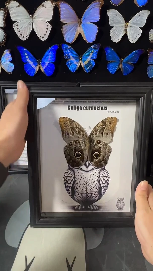 猫头鹰环蝶欧版相框