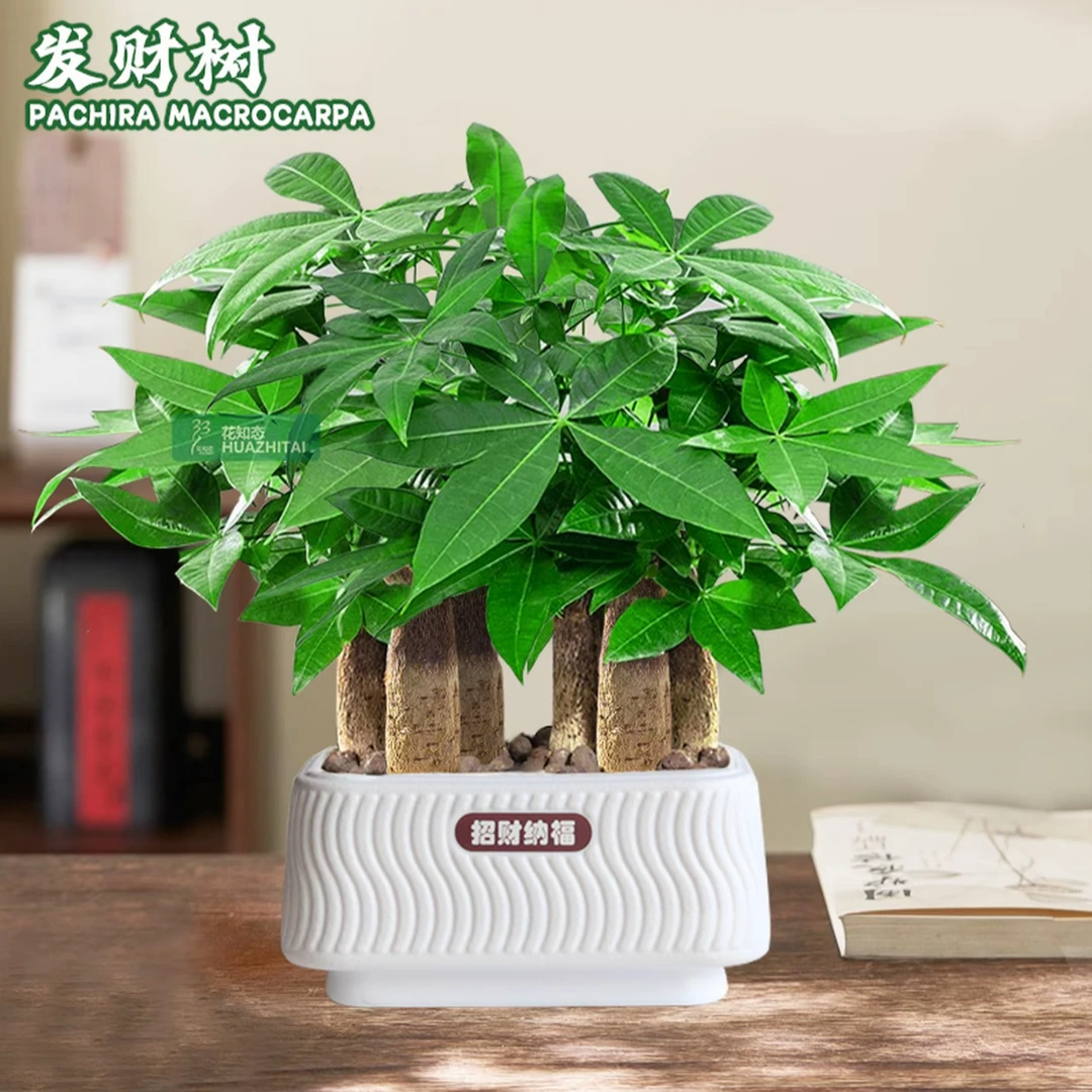 六杆发财树造型室内绿植高端盆景好养耐活灵动飘逸造型盆景