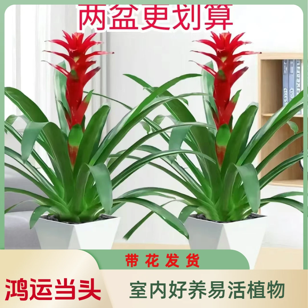 鸿运当头植物带红花凤梨好养植物室内植物